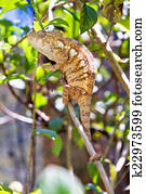 Twig chameleon
