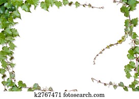vines vines