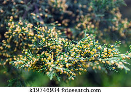 Wacholder Bäume Stock Fotos | 1000+ Wacholder Bäume Bilder | Fotosearch