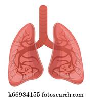 Healthy lungs icon, cartoon style Healthy lungs icon, cartoon style