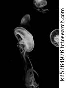 Jellyfish Jellyfish