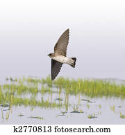 Northern Rough-winged Swallow Northern Rough-winged Swallow