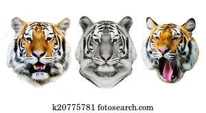 Tiger Tiger