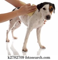 dog grooming - jack russel terrier being brushed dog grooming - jack russel terrier being brushed