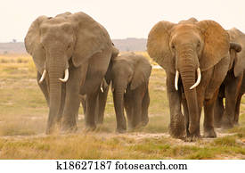 Elephant Portrait Elephant Portrait