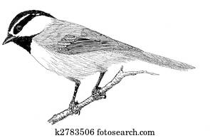 Mountain Chickadee Mountain Chickadee