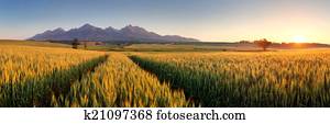 Sunset over wheat field with path in Slovakia Tatra mountain - p
