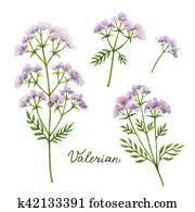 Watercolor vector illustration of Valerian. Watercolor vector illustration of Valerian.
