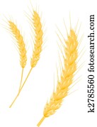 Wheat ear Wheat ear