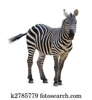 Zebra Zebra