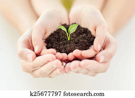 close up of child and parent hands holding sprout close up of child and parent hands holding sprout