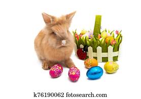 Easter bunny isolated Easter bunny isolated