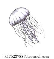 Hand drawn sketch isolated jellyfish, marine animals Hand drawn sketch isolated jellyfish, marine animals