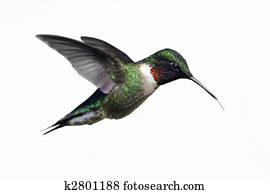 isolado, macho, Ruby-throated, hummingbird, (archilochus, colubris)