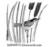 Marsh Wren Marsh Wren