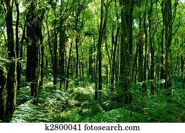 Rainforest Rainforest