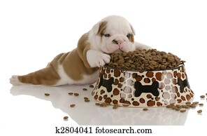 small bulldog puppy laying beside large bowl of dog food small bulldog puppy laying beside large bowl of dog food