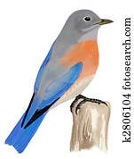 Western Bluebird Western Bluebird