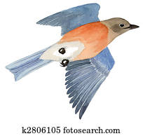 Western Bluebird Western Bluebird