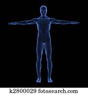 *x* קרן, גוף אנושי