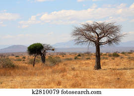 African landscape: thin baobab tree