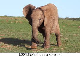 bebê, elefante africano