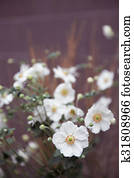 Flores Flores