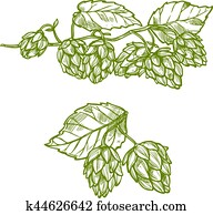 Hops plant sketch for food and drinks design Hops plant sketch for food and drinks design
