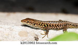 Lizzard on a wall