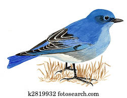 Mountain Bluebird Mountain Bluebird