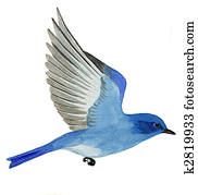 Mountain Bluebird Mountain Bluebird