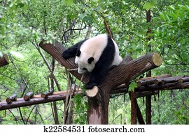 Panda Panda