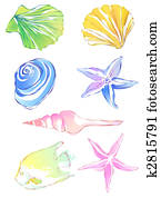 starfish and conch starfish and conch