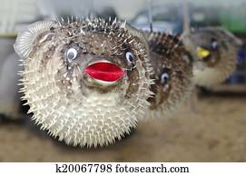 stuffed blowfish