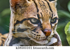 American Wildcats Stock Photos | Our Top 142 American Wildcats Images