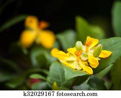 Mickey mouse plants flowers Mickey mouse plants flowers
