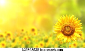 Sunflowers Sunflowers