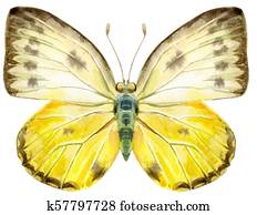 Watercolor butterfly , isolated on white Watercolor butterfly , isolated on white