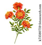 Marigold Flowers Vector Marigold Flowers Vector