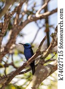 Red-legged honeycreeper Cyanerpes cyaneus tanager bird