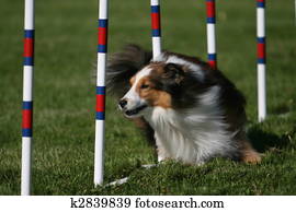 Sheltie doing dog agility Sheltie doing dog agility