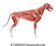the dog muscle anatomy the dog muscle anatomy