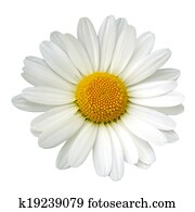 White daisy White daisy