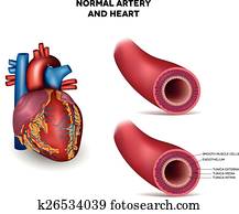 arterie, und, herz arterie, und, herz