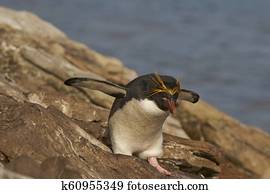 Macaroni Penguin