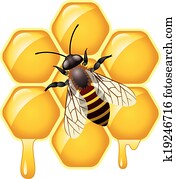 וקטור, לעבוד, דבורה, ב, honeycells