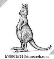 לבן שחור, חרות, הפרד, קנגורו, וקטור, דוגמה