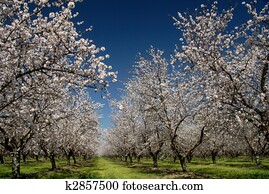 branca, amêndoa, flores