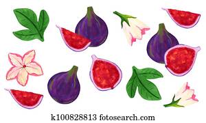 Fig fruit watercolor collection. Hand drawn exotic floral set