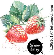 Hand drawn watercolor painting strawberry on white background Hand drawn watercolor painting strawberry on white background